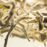 Load image into Gallery viewer, InJoyTea_Royal Jasmine Tea_Lingxiang