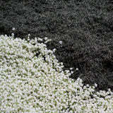 Load image into Gallery viewer, InJoyTea_Royal Jasmine Tea_Baixuehou